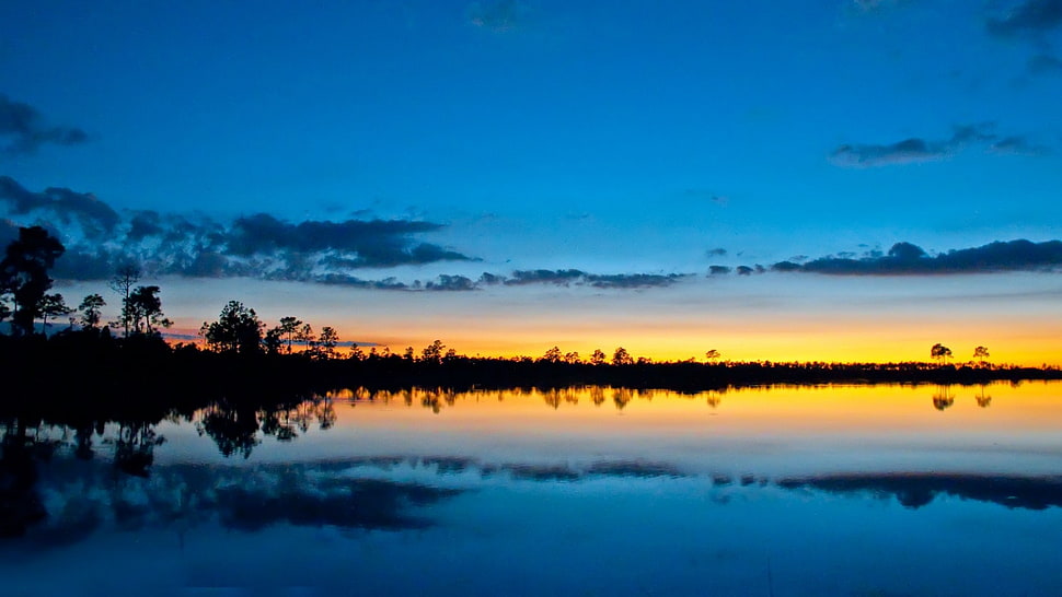 silhouette of trees during sunset HD wallpaper