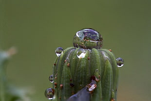 macro photography of water dew on cactus plant