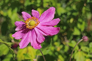photo of pink petal flower with yellow center