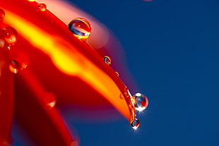 water droplets macro photography HD wallpaper