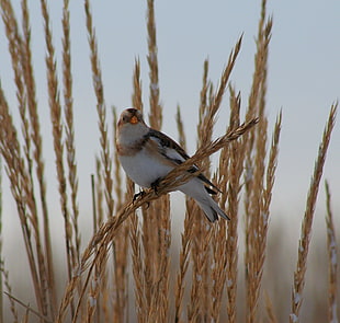 white and black bird perching on hay during daytime, snow bunting, plectrophenax