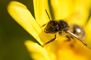 honeybee on yellow flower, mosca, las flores HD wallpaper