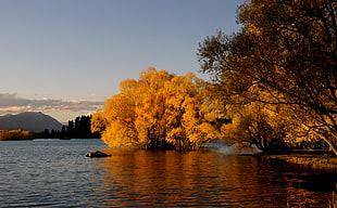 brown tree on lake, lake tekapo