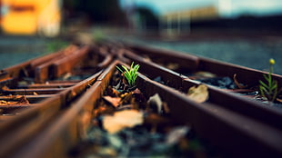 photo of green leaf plant on rail