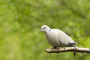 selective focus photography of Eurasian Collared Dove