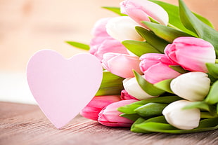 pink and white tulip flower bouquet HD wallpaper