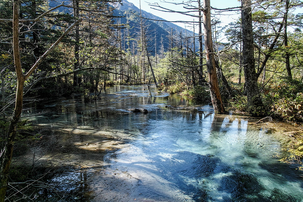 river and trees, water, trees, landscape HD wallpaper