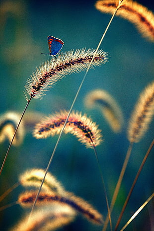 blue butterfly on black flower during daytime HD wallpaper