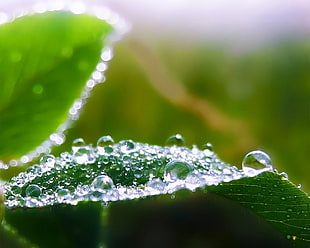 closeup photography of water dew on green leaf