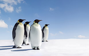 Emperor Penguins on snow-covered ground