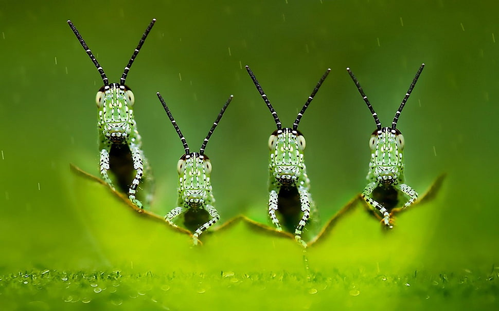 three green insects, four elements, green, macro, photography HD wallpaper