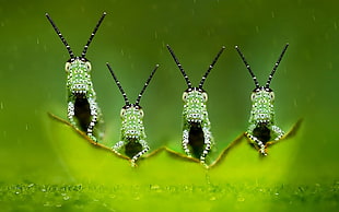 three green insects, four elements, green, macro, photography HD wallpaper