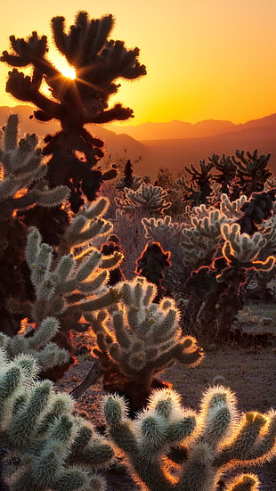 green cactus lot, desert, cactus, landscape HD wallpaper