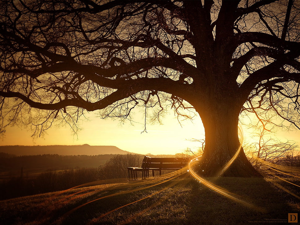 brown bare tree, sunlight, digital art, bench, trees HD wallpaper