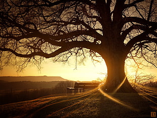 brown bare tree, sunlight, digital art, bench, trees