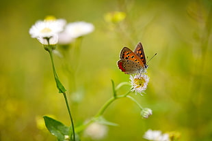 fritillary butterfly on white cluster flower in selective-focus photography