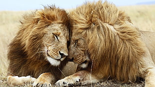 wildlife photography of Lion and Lioness forehead-to-forehead while laying on the ground