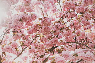 cherry blossom tree, cherry blossom, nature, plants HD wallpaper