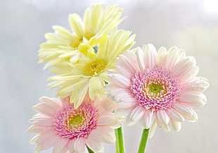 yellow, pink, and white petaled flowers blooming at daytime