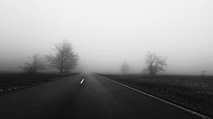 black and white wooden bed frame, road, mist, trees