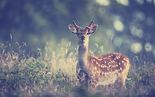brown deer, filter, animals, deer HD wallpaper