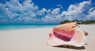 white and pink shell near seashore during daytime
