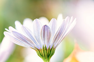 macro photography of pink and white flower, daisy