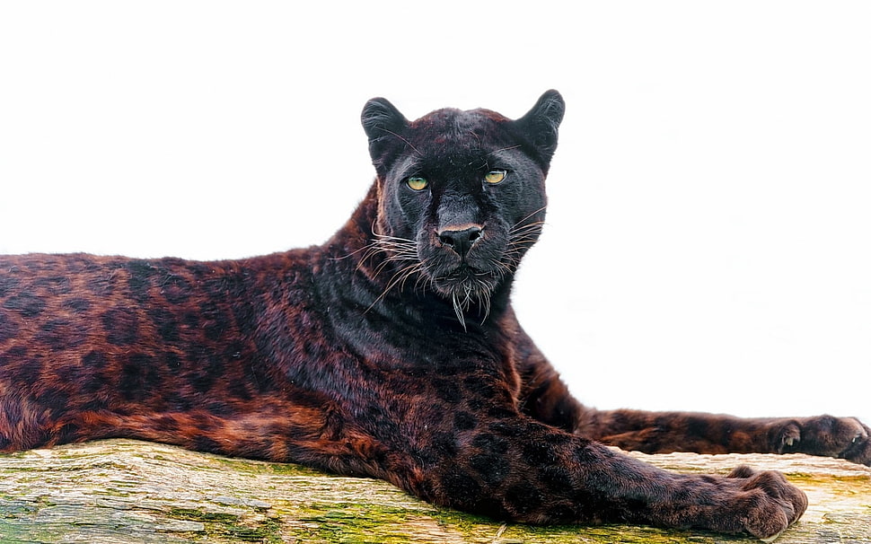 black Leopard HD wallpaper