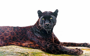 black Leopard