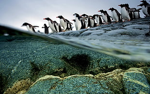 group of penguins HD wallpaper