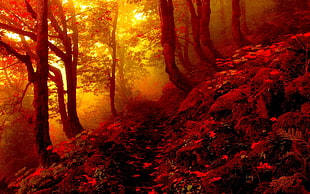 landscape photography of red mountain forest HD wallpaper