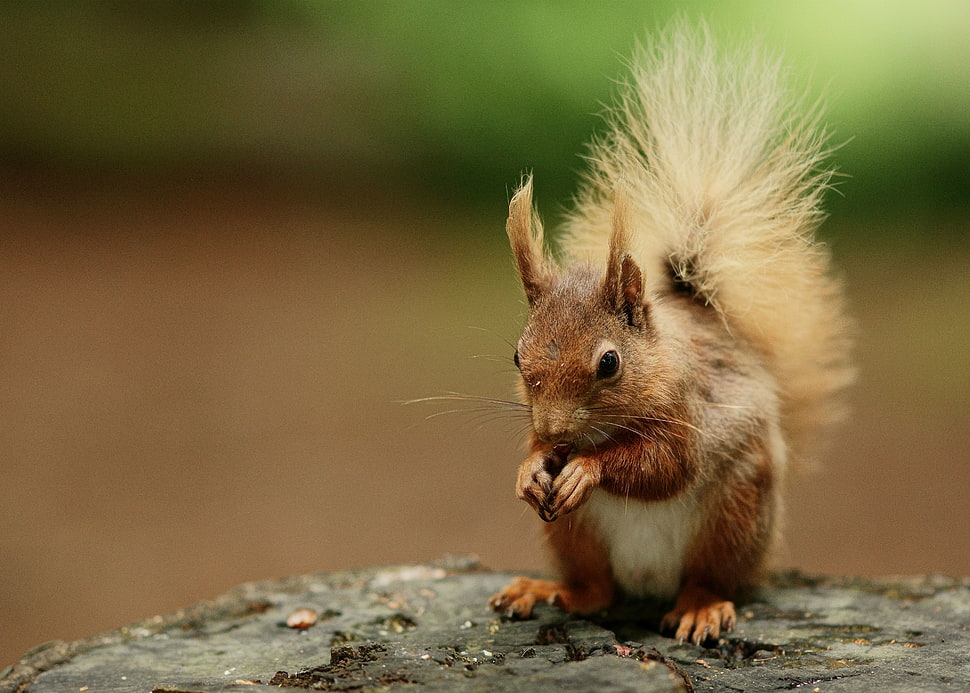 shallow focus photography of squirrel HD wallpaper