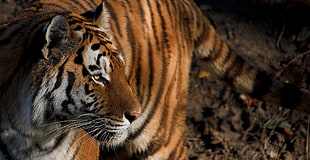 brown tiger, animals, nature, tiger HD wallpaper