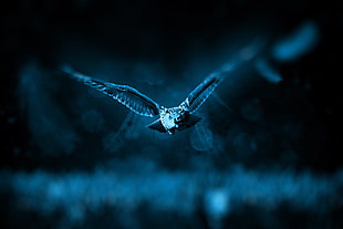 photo of owl flying above grasses
