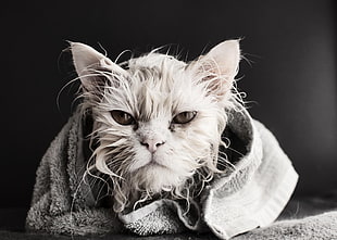 short-haired white cat, cat, wet, animals, bath towel