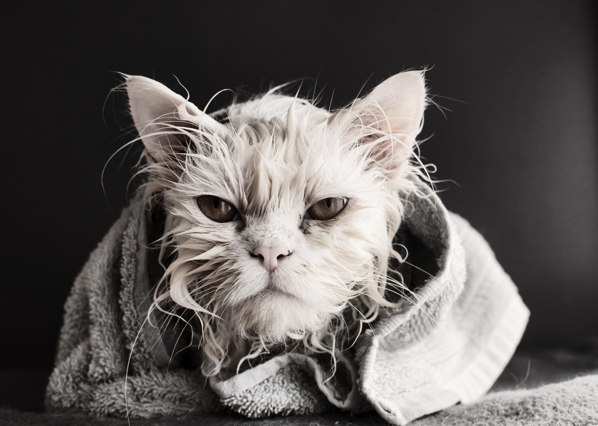 cat-wet-animals-bath-towel-wallpaper.jpg