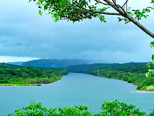 green leafed trees, Panama, water