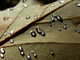 micro photography of water drops on brown leaf