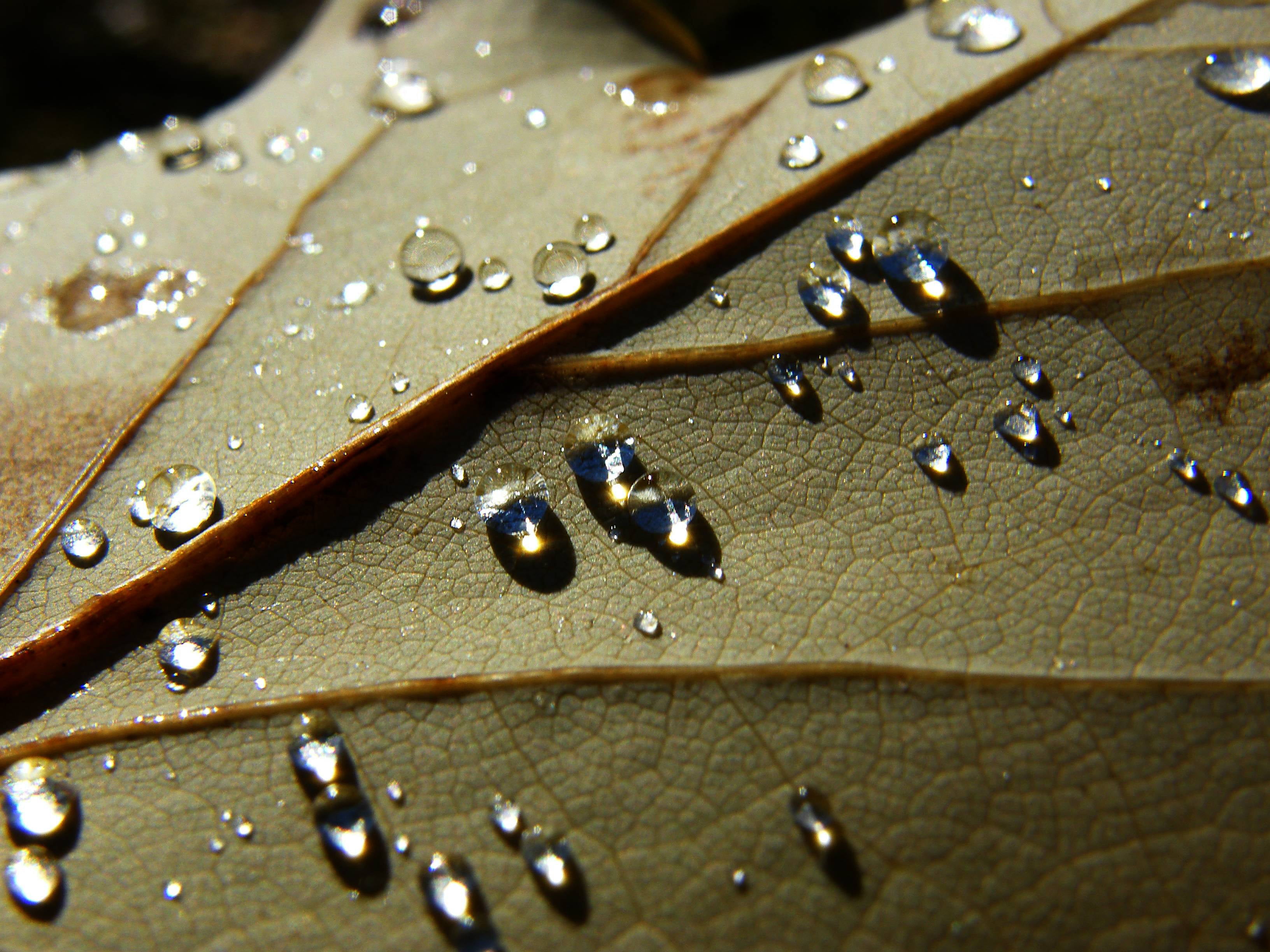 Micro photography of water drops on brown leaf HD wallpaper | Wallpaper ...