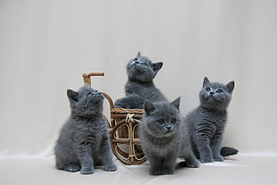 four Russian blue cats