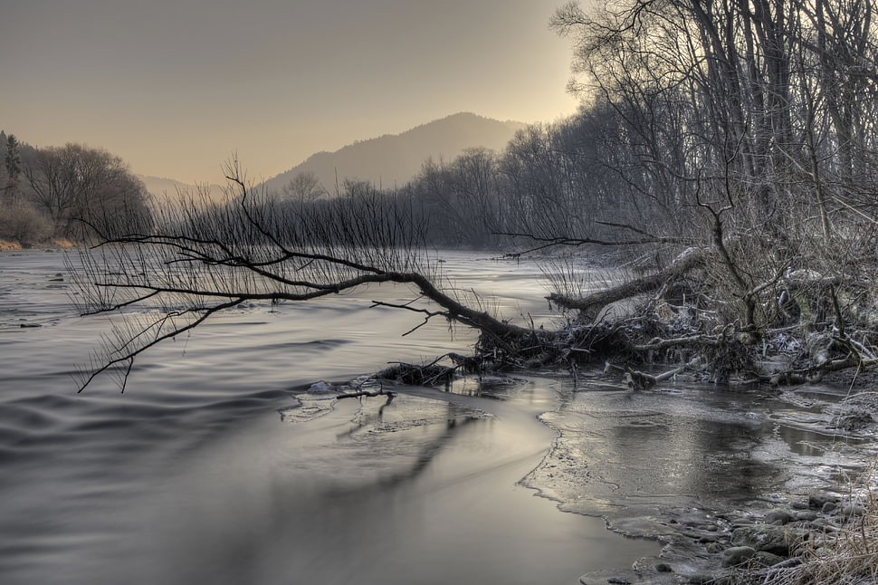 timelapse photography of river surrounded with trees during daytime HD wallpaper