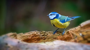 blue and yellow bird in cage, birds, titmouse HD wallpaper