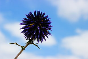 purple globe thistle in close up photography