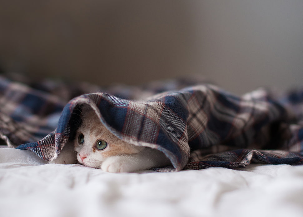 orange tabby kitten on bed HD wallpaper