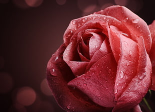 red rose shallow focus photography HD wallpaper