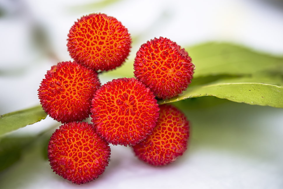 macro photography of red lychee fruits HD wallpaper