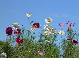 pink and white Cosmos flower HD wallpaper