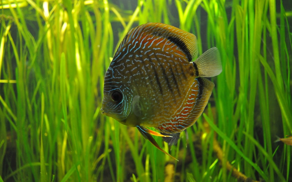 yellow and orange fish HD wallpaper