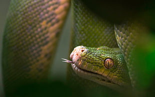 macro shot photography of green snake
