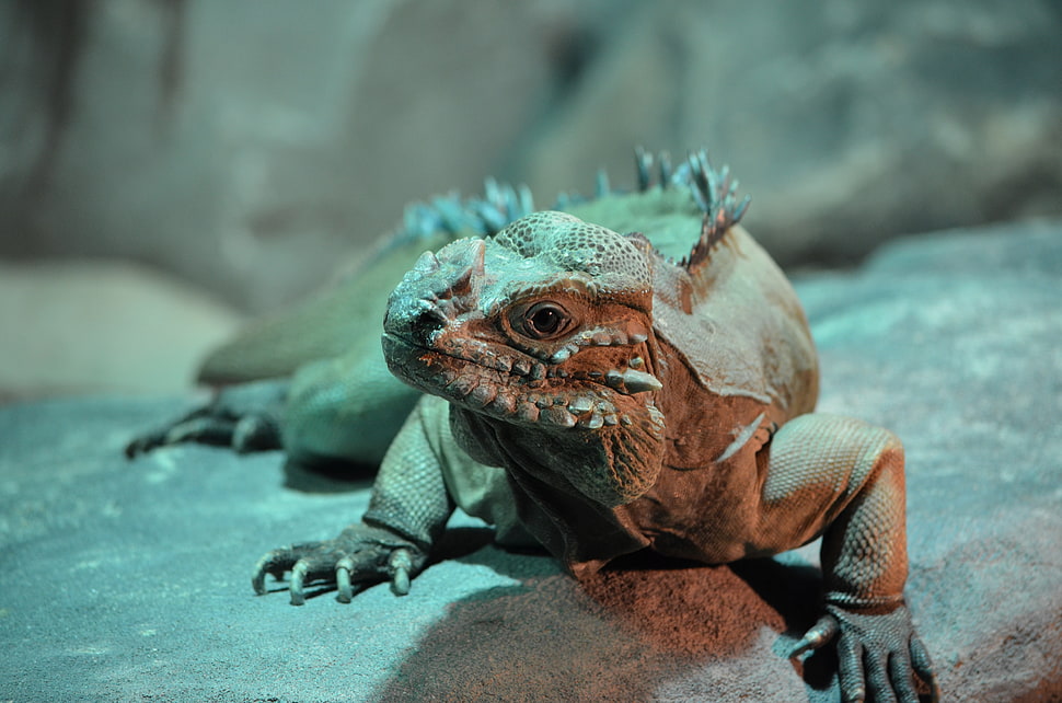 brown iguana HD wallpaper